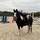 Evie’s Saddle Tales
