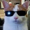 dumfin-avatar