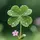 Cỏ dại 🍀