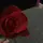💋Rose💅