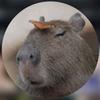 Capy Bara-avatar