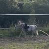 that_horseperson-avatar