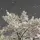 Sky❄[DEW]