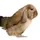 moumou