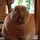 large rabbit