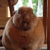 large rabbit-avatar