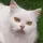 LMZoom