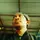Andri Imasa (WAVE)