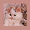 [JC]meow🫣-avatar