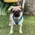 Pug Fred