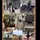 Equestrian_lover