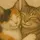 ⸜(｡˃ ᵕ ˂ )⸝zoyaa❤︎