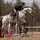 ℧ aspen.equine. ℧