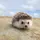 Nhím 🦔