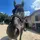 ~°Emma&les chevaux°~