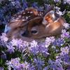 Bambi-avatar