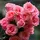 صدقه جاريه 175