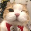    Haathy_ ✿-avatar