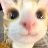 phon_77-avatar