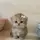 kitty