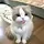miawww