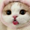 Bé Mèo Nhỏ ⭐️[TK]-avatar