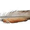 feather_-avatar