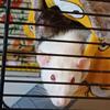 rat lover 🐁🐀(quit-avatar