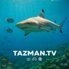 Tazman TV-avatar