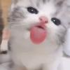 CupCat-avatar