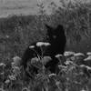 𐙚𝑀𝑜𝑜𝑛𝑙𝑖𝑔ℎ𝑡♋︎🐾-avatar