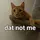 SillyCatGoofer