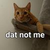 SillyCatGoofer-avatar