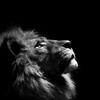 Lion.King.35-avatar