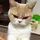 Simply_Kitten