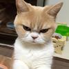 Simply_Kitten-avatar