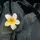شاكيرا ⋆. 𐙚 ˚