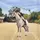 Just_Horses50(2nd)