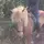 Diana Equestrian