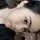 Alfina
