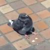 Fat_pigeon79 -avatar
