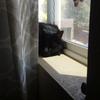 pip_and_her_pets-avatar