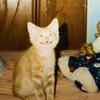 coco-avatar
