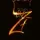 zief 
