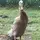 Duck_:3