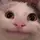 Beluga cat