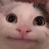 Beluga cat-avatar