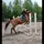 equestrian.martta