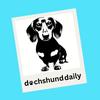 Dachshund daily-avatar