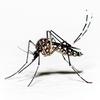 mosquito-avatar